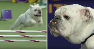 Chubby Bulldog Steals Hearts At Dog Show - Goes Viral With His Impressively Agile Performance