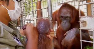 Orang-oetanmoeder wordt eindelijk herenigd met haar ontvoerde kind en we moeten huilen van haar reactie