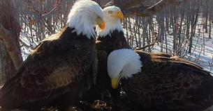 Bald Eagle Trio Is Raising Their Babies As A Team