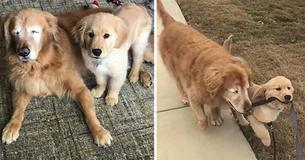 Blind Elderly Dog Finds A Puppy Friend To Lead The Way For Him