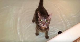 Besitzer setzt Katze in die Badewanne - ihre Reaktion überrascht alle