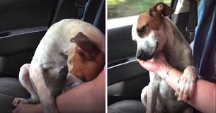 Dog Moves Rescuer To Tears When He Shows Him His Gratitude