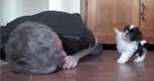 Kleine puppy begint te dansen terwijl vader ligt