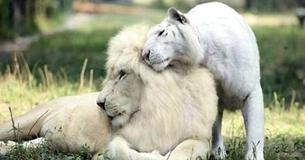 Weißer Löwe und weißer Tiger hatten Babys zusammen und sie sind mit Abstand die niedlichsten Dinge aller Zeiten