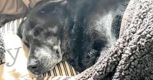 Hond die waarschijnlijk 20 jaar oud is lag te rouwen naast het lichaam van baasje