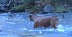 Der Hundebesitzer glaubte seinen Augen nicht, als er sah, was sein Pit Bull aus dem Wasser zog  