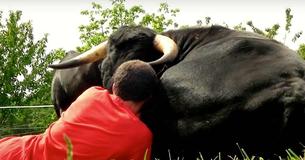 Stier wird von Mann vor Kampfarena gerettet - Jetzt sind die beiden beste Freunde 