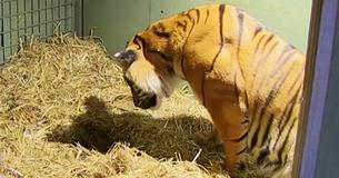 Tiger-Mama bringt Baby zur Welt, das nicht atmet - ihre Mutterinstinkte retten alles