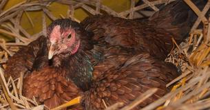 Bauer denkt, seine Henne brüte Eier - doch er findet vier kleine Kätzchen unter dem Huhn 