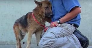 Berührende Aufnahmen: Mann rettet verwahrlosten Schäferhund