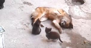 Katzenmutter trifft einen Hund mit ihren jungen Kätzchen - diese Begegnung erstaunt alle