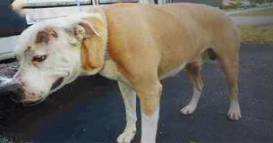 Man Drives 200 Miles To Save The Life Of A Dog About To Be Put Down At Shelter