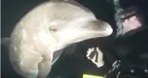 Een duiker was aan het zwemmen in Hawaï toen een dolfijn naar hem toe zwom en hem dringend om hulp smeekte