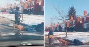 Un gros chien libre attaque le facteur, les voisins se précipitent pour l'aider