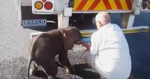 Durstiges Elefantenbaby benötigt dringend Wasser, zwei Fahrer kommen zu Hilfe.