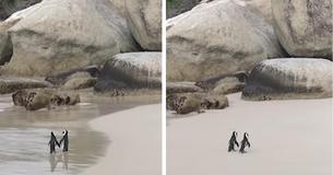 Video Of Penguins Holding Flippers While Taking Romantic Stroll On The Beach Is Making Our Hearts Explode
