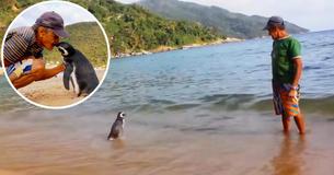Pinguin legt ieder jaar 8.000 kilometer af om terug te gaan naar de man die haar leven heeft gered