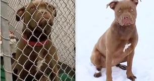 Frau fährt 2.253km quer durchs Land, um einen verlorenen Hund zurück nach Hause zu bringen, nur um herauszufinden, dass man ihn nicht zurück haben will