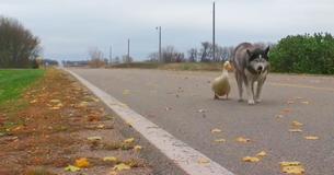 Le canard et le malamute forment une paire unique et vont partout ensemble