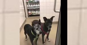 Les employés de Petco entendent quelqu'un pleurer dans la salle de bains, ils découvrent 2 chiens âgés abandonnés et enfermés à l'intérieur