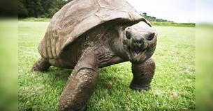 This is Jonathan, The Oldest-Known Terrestrial Animal In The World