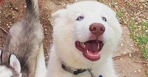 Tausende Menschen haben eine Petition unterschrieben, um das Leben eines Huskys zu retten, der die Hand eines Vierjährigen abbiss