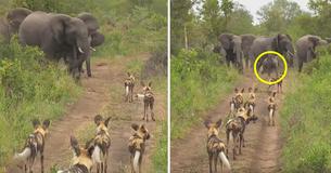 Unglaublicher dramatischer Moment: Eine Herde von Elefanten eilt herbei, um das Kalb vor einem Rudel wilder Hunde zu schützen