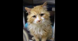Un chat parcours 19 km pour se réunir avec la famille qui l'a abandonné, pourtant ils l'ont envoyé pour être euthanasié