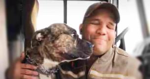 Shelter Dog Hopped Into Random UPS Van And Has Life Changed Forever