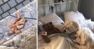 Un père sauve l'ours en peluche de son chien après l’avoir laissé dehors pendant la tempête