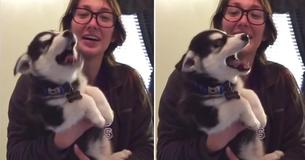 Mutter dreht total durch, als ihr Hund anfängt wie ein Mensch zu "sprechen"