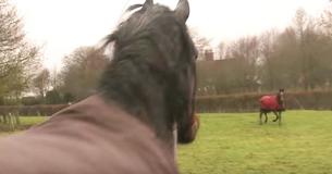 Le cheval retrouve son vieil ami après 4 ans, même la propriétaire est surprise par leurs réactions