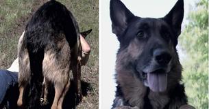 Un chien errant héroïque sauve une femme mourante d'un accident de voiture et la traîne jusqu'à plus de 30 m pour obtenir de l'aide