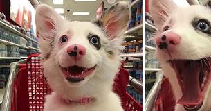 Baasje neemt haar puppy van 4 maanden eindelijk mee uit winkelen bij Target en de reactie is hilarisch