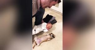 Opgewonden chihuahua ontmoet baby jongetje voor de eerste keer, haar reactie verbaast ouders
