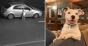 Hund wird in Video ausgesetzt und kann nach seiner Adoption nicht aufhören zu lächeln