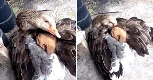 Verlaten puppy bevroor op straat tot gans besloot hem op te warmen met haar vleugels