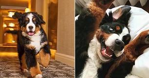 At This Resort In Aspen, A Cute Bernese Mountain Dog Will Come And Tuck You In At Night
