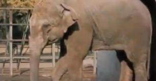L'éléphant le plus triste du monde décède seul dans sa cellule après avoir passé 43 ans au zoo