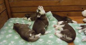Un bébé Husky tente de mugir et on dirait un personnage de Star Wars