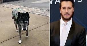Luke Bryan ziet 18 jaar oude hond die in de steek gelaten is vanwege allergieën, en adopteert hem onmiddellijk