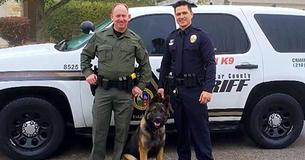 Colorado Charity Helps A Police Dog In Need By Covering All Costs For His Surgery