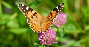 Butterflies Are Fluttering In California And The Pictures Are Beautiful