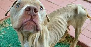 Kinder finden ausgehungerten Hund in Käfig – ausgesetzt und nur wenige Tage entfernt vom Tod