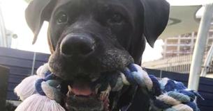 Regresan a perra a un refugio luego de 8 años y le está costando encontrar un nuevo hogar