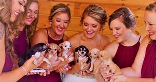 Who Needs Flowers? These Bridesmaids Carried Rescue Puppies Down The Aisle Find A Home For Them