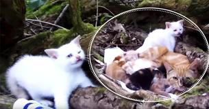 Mother Cat And Her Kittens Were Abandoned In The Woods, But Their Story Soon Turned Around For Good When A Kind Man Rescued Them