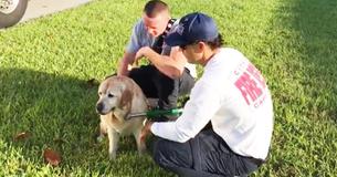 Senior Golden Retriever Rescued From Canal By Compassionate Firefighters