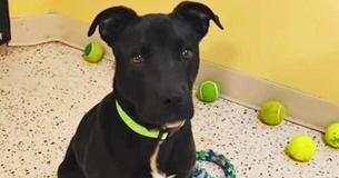 Puppy ontwaakt na een spuitje te hebben gehad, stomverbaasd asiel besluit hem een tweede kans te geven