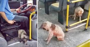 Buschauffeur treft honden aan die ijskoud zijn in onweer, overtreedt de regels en brengt hen in de bus